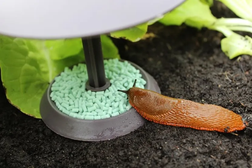 Skuteczne metody na ślimaki w ogrodzie: 10 sprawdzonych sposobów