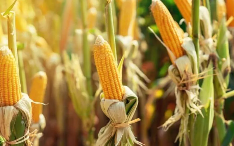 Najlepszy nawóz pod korzeń kukurydzy - uniknij błędów w nawożeniu