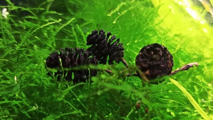 Po co dodawać szyszki olchy do akwarium - wszystkie zastosowania i korzyści