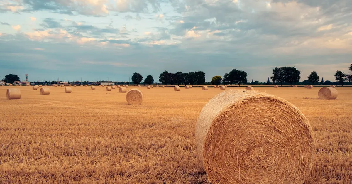 Dopłaty do zbóż: Co zmieniają nowe przepisy i jak się przygotować?