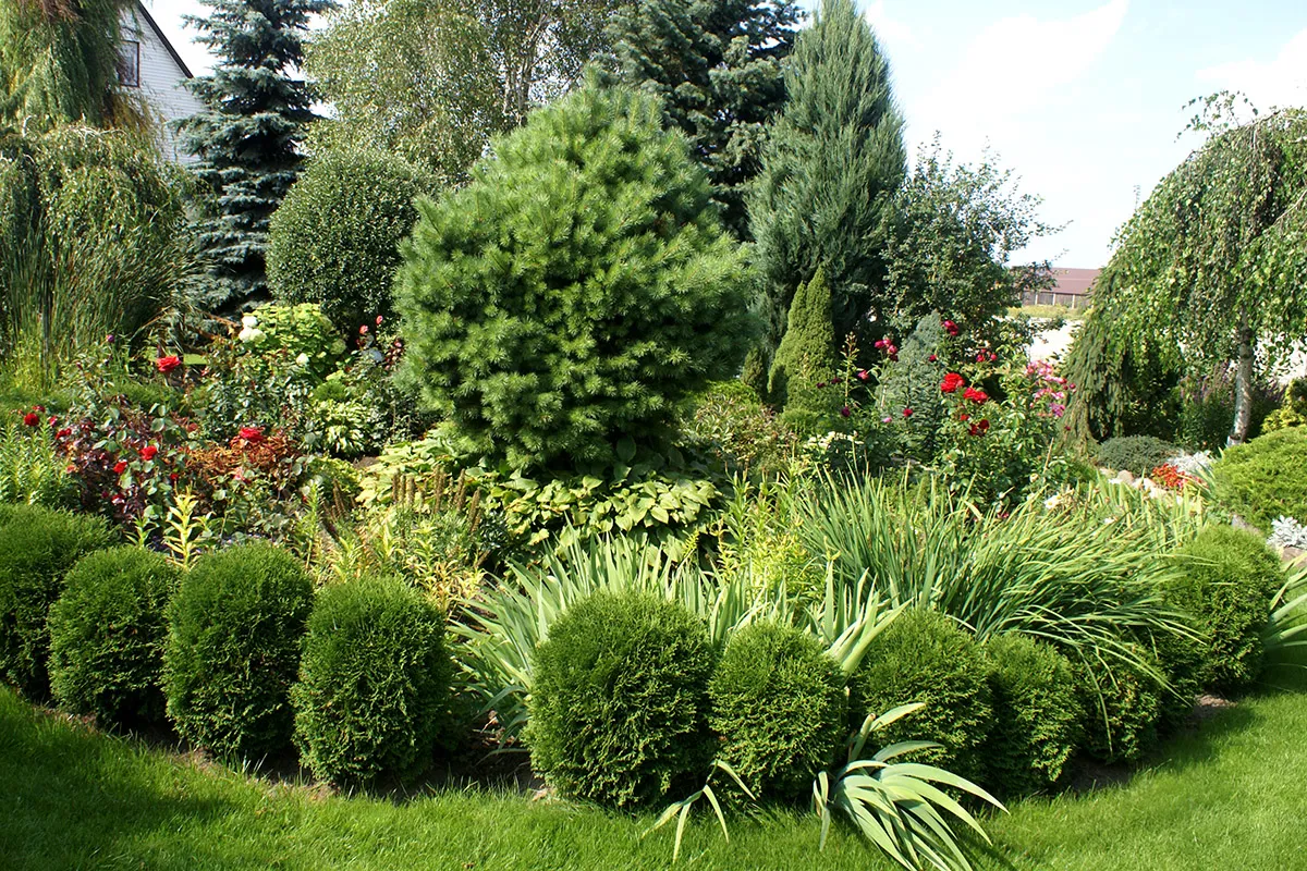 Jakie krzewy do ogrodu wybrać, aby stworzyć zachwycającą przestrzeń?