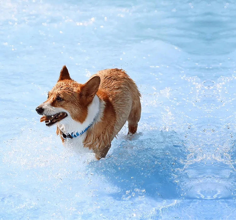 Jak nauczyć psa pływania bezpiecznie i skutecznie krok po kroku