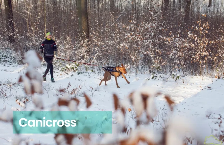 Jak zacząć biegać z psem i uniknąć najczęstszych błędów