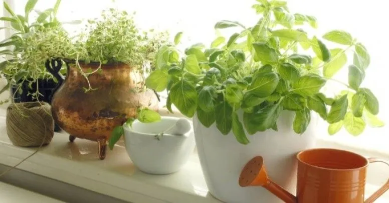 Jak zabezpieczyć kwiaty na parapecie zewnętrznym przed zniszczeniem