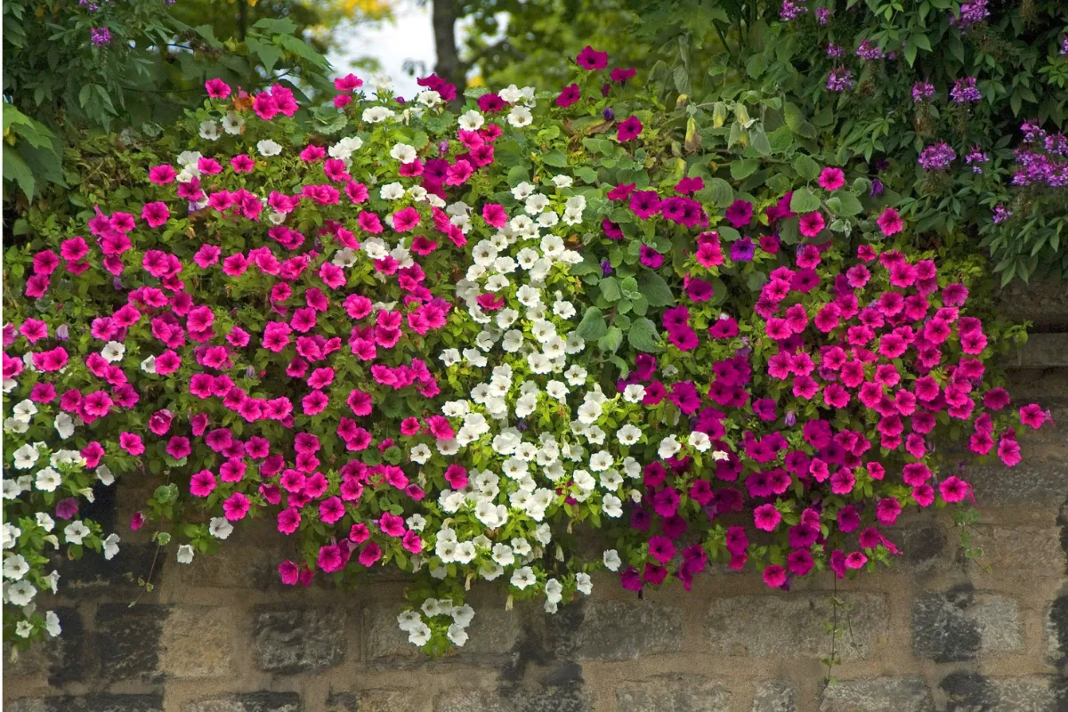 Petunia czy surfinia na balkon – która roślina jest lepsza dla Ciebie?