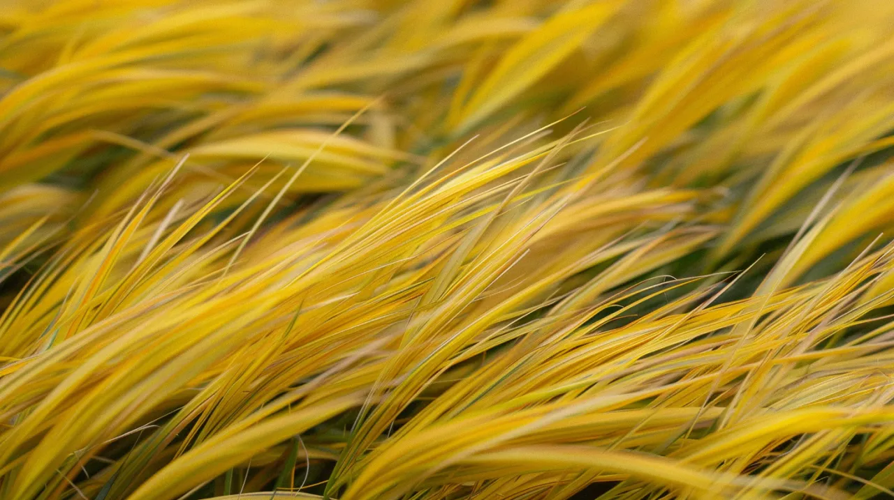 Żółta trawa ozdobna - jak uprawiać tę wyjątkową roślinę?