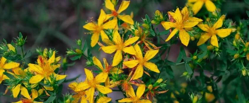 Jakie suplementy na stres naprawdę działają i przynoszą ulgę?