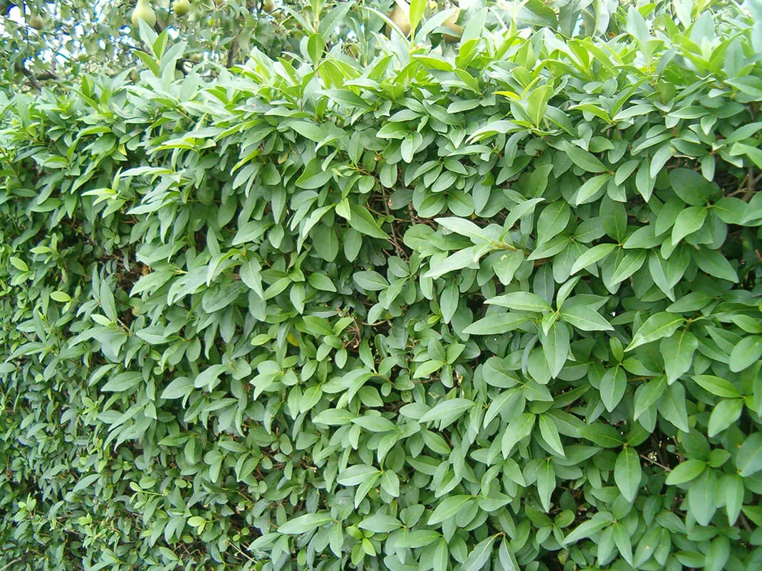 Szybko rosnący zimozielony żywopłot - najlepsze rośliny do ogrodu Szybko rosnący zimozielony żywopłot - najlepsze rośliny do ogrodu