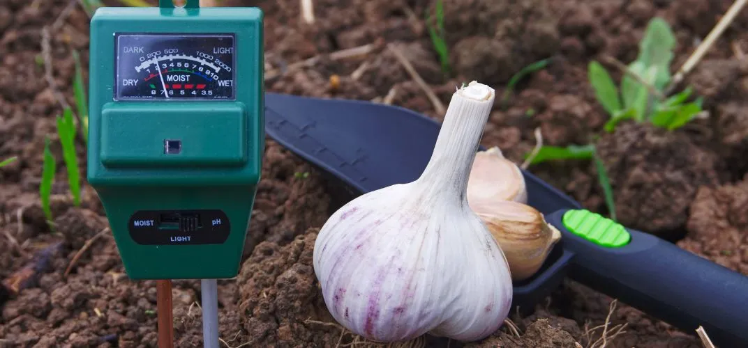 Jak zakwasić ziemię w doniczce - proste metody na idealne pH