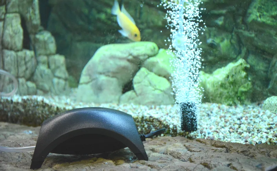 Prawidłowe umieszczenie napowietrzacza w akwarium - poradnik akwarysty