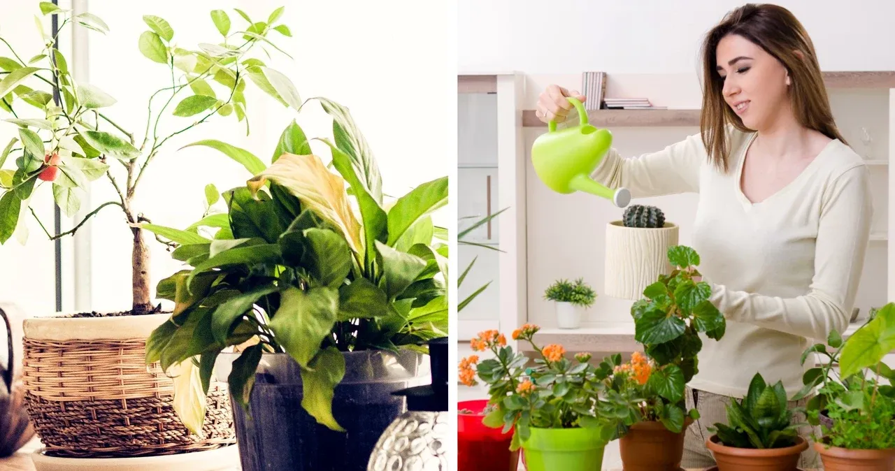 Jakie kwiaty na kwietnik w domu? Odkryj idealne rośliny do wnętrz