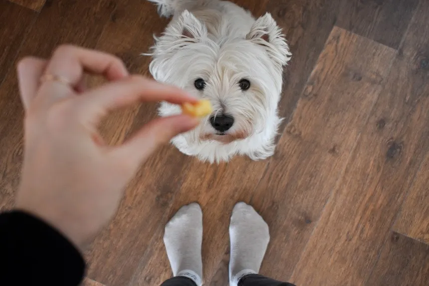 Bezpieczne podawanie sera psu - poznaj zasady i unikaj szkodliwych rodzajów