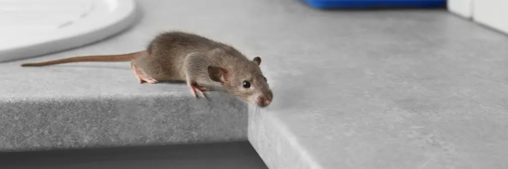 Czy rzeczywiście myszy chodzą po ścianach? Tajemnice wspinaczkowych zdolności gryzoni