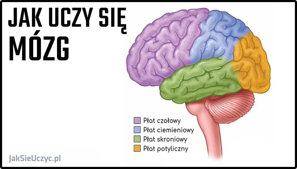 Jak uczy się mózg i co możesz zrobić, aby poprawić naukę?
