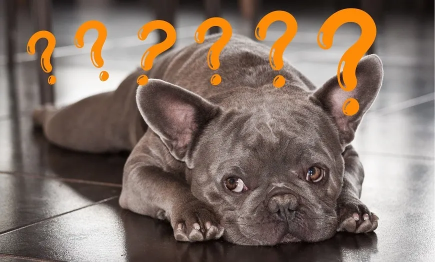 Jak nauczyć szczeniaka nie sikać w domu i uniknąć frustracji