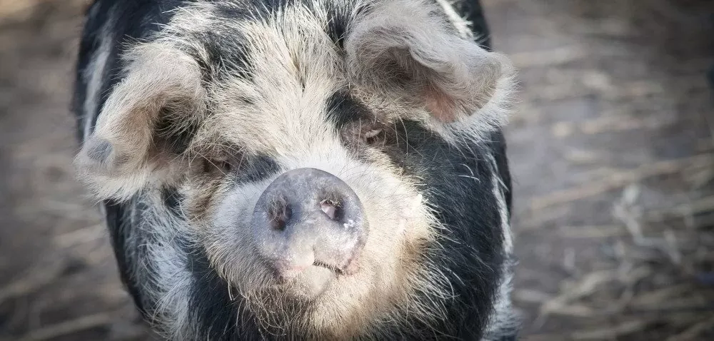 Świnia złotnicka pstra: unikalna polska rasa o cennym mięsie