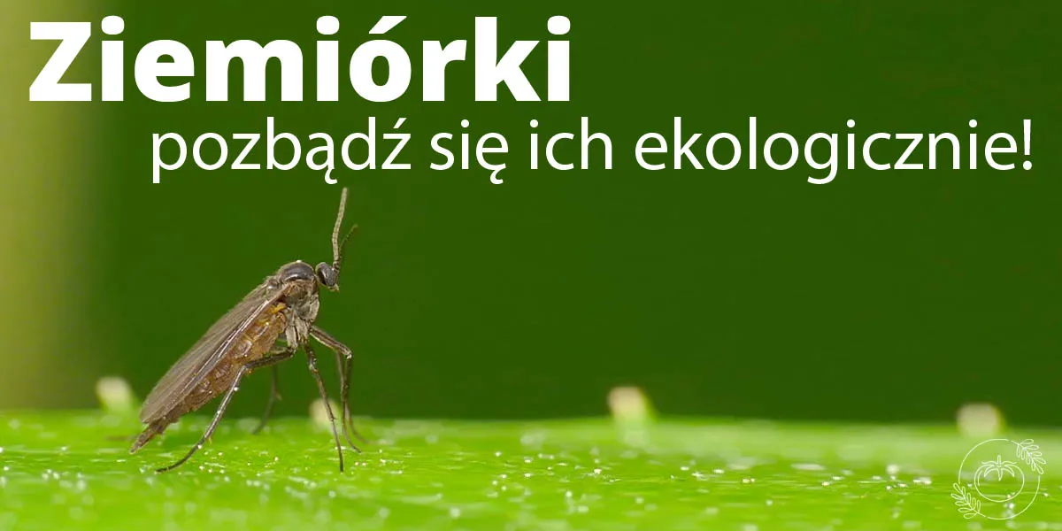 Skuteczne metody na muszki na tarasie - pozbądź się ich raz na zawsze