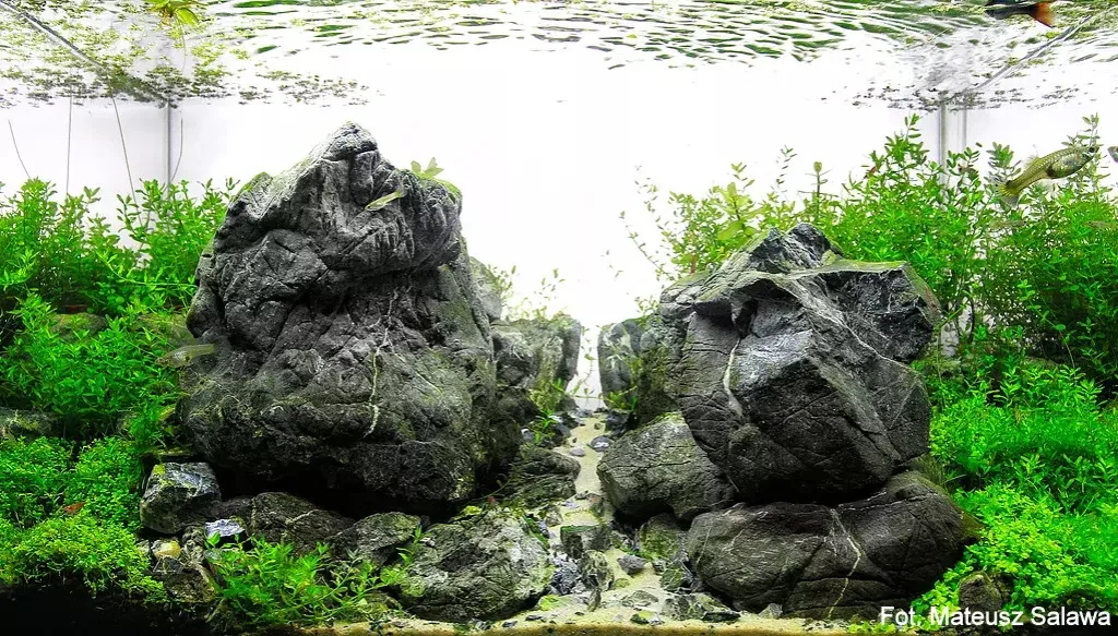 Jakie kamienie do akwarium wybrać, aby uniknąć problemów z rybami?
