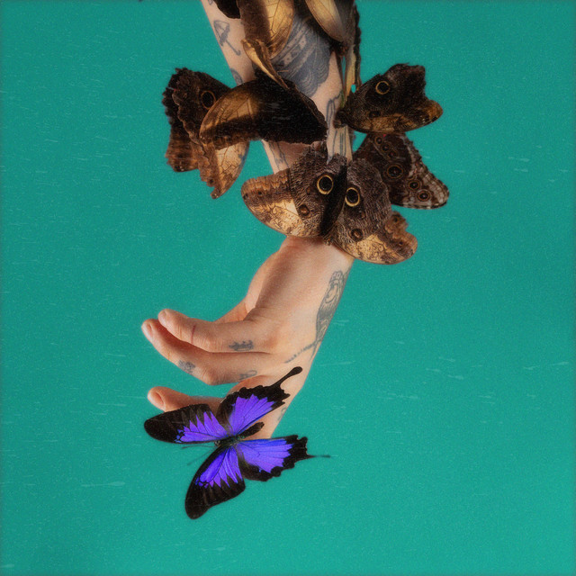 Fiołkowe Pole • Cały album • Wszystkie utwory • Wykonawca