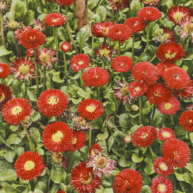 Matilda • Cały album • Wszystkie utwory • Wykonawca