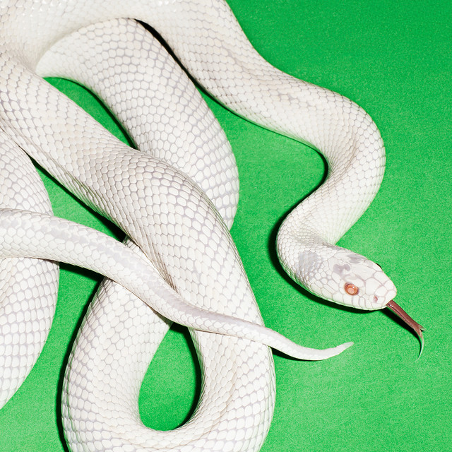 milk of the madonna • Cały album • Wszystkie utwory • Wykonawca