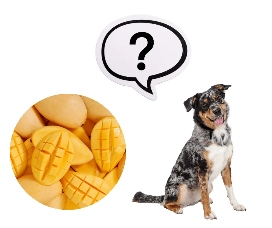 Mango dla psa: czy możesz karmić pupila tym owocem - poradnik opiekuna