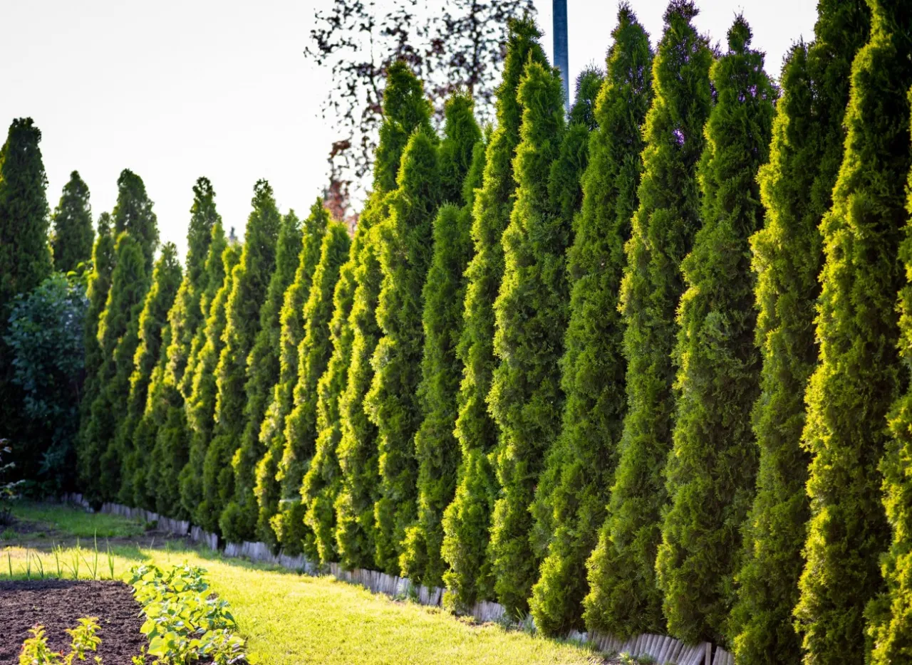Tuja szmaragd jak szybko rośnie – poznaj sekrety jej wzrostu