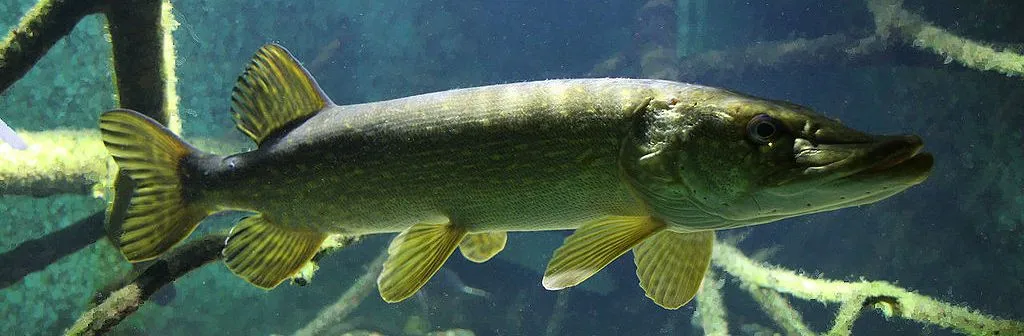 Jak złowić szczupaka na spinning: skuteczne techniki i porady