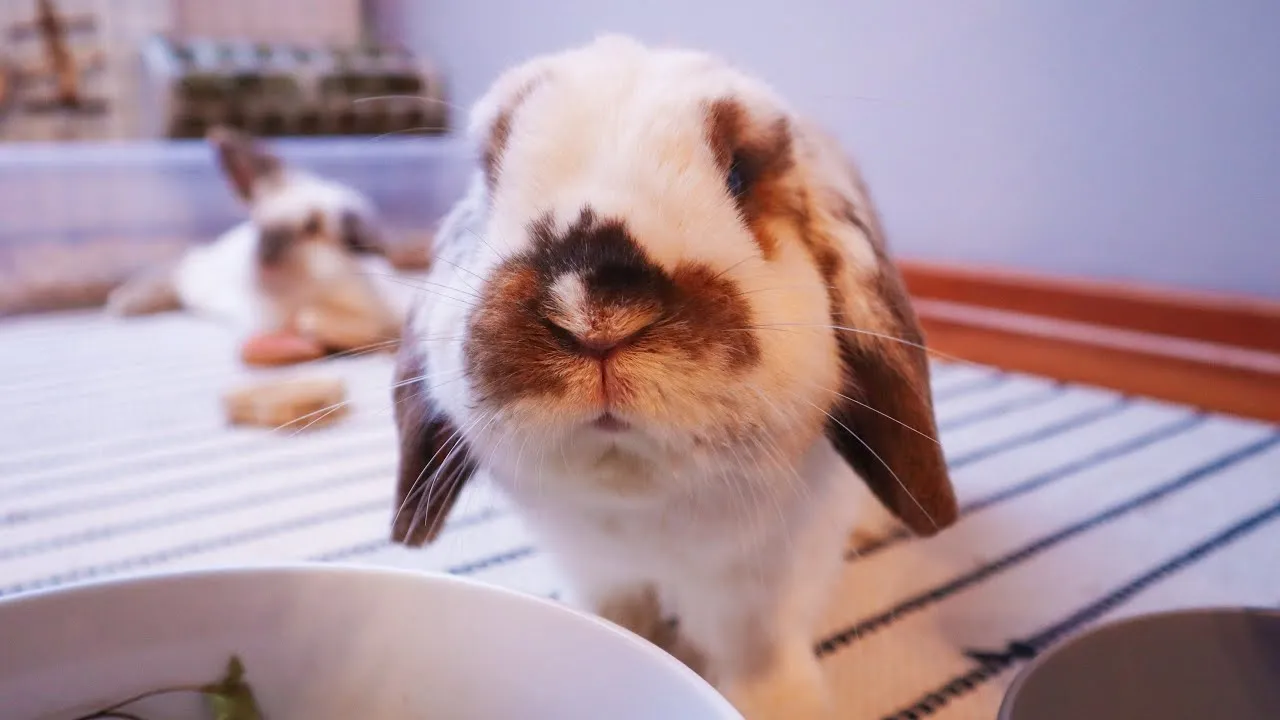 Jak nauczyć królika przychodzenia na zawołanie w łatwy sposób