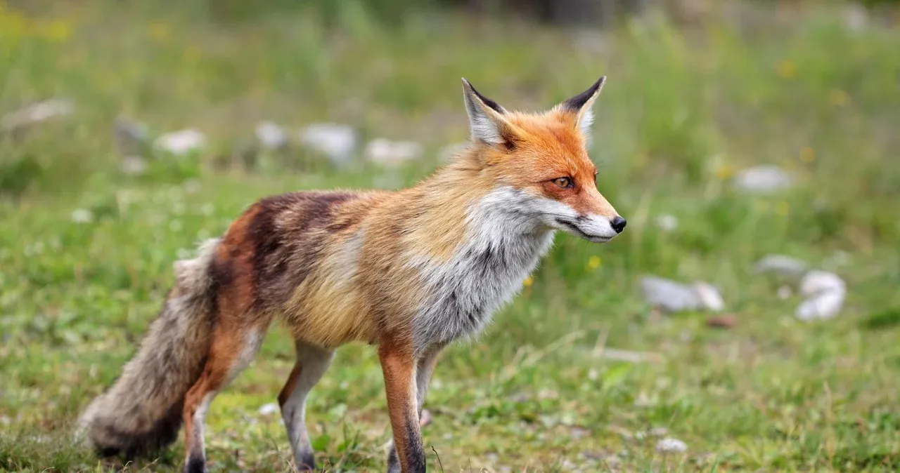 Jak zimuje lis: zaskakujące strategie przetrwania w zimie Jak zimuje lis: zaskakujące strategie przetrwania w zimie