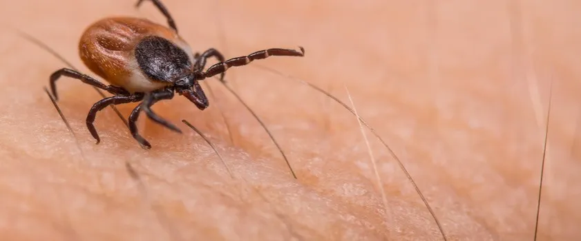 Co zrobić jak ugryzie kleszcz? Ważne kroki, by uniknąć zakażenia