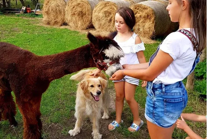 Zajęcia z alpakami w przedszkolu: Jak wspierają rozwój dzieci?