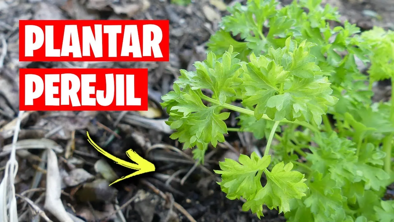 Cuándo se planta el perejil: evita errores comunes y logra éxito