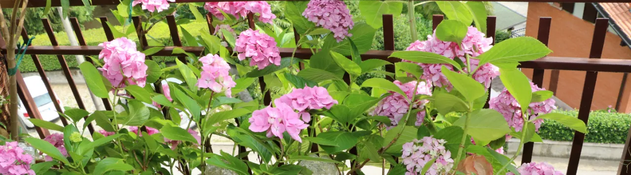 Jakie rośliny na balkon północny - najlepsze rośliny do cienia