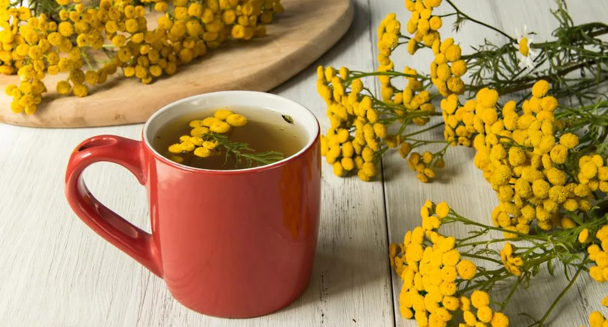 Jak zrobić napar z wrotycza: bezpieczna instrukcja krok po kroku