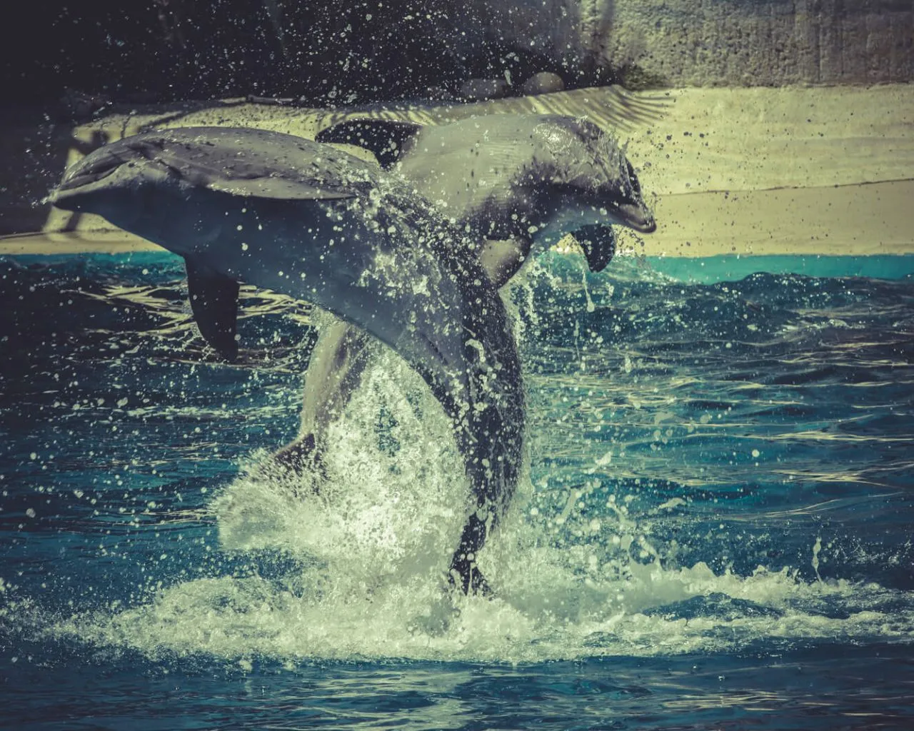 Porady dotyczące pływania z delfinami w Argentynie