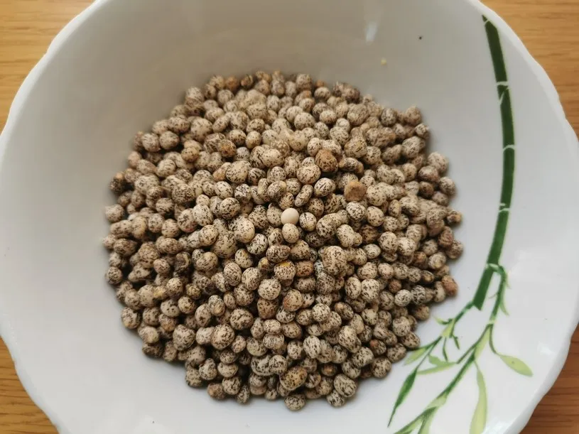 Jaką zaprawę do łubinu wybrać, aby chronić nasiona i zwiększyć plony?