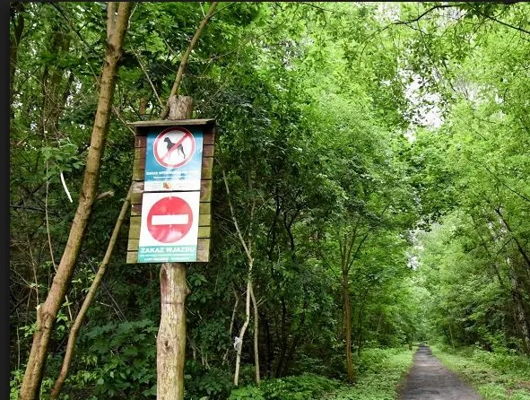 Jak zachowywać się w lesie, by uniknąć niebezpieczeństw i chronić przyrodę