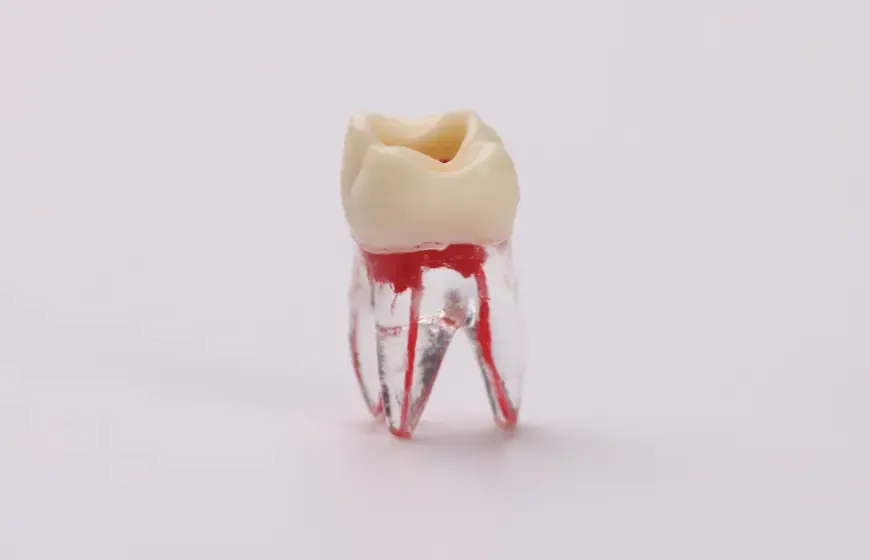 Jak wygląda miazga zęba? Odkryj jej tajemnice i znaczenie dla zdrowia