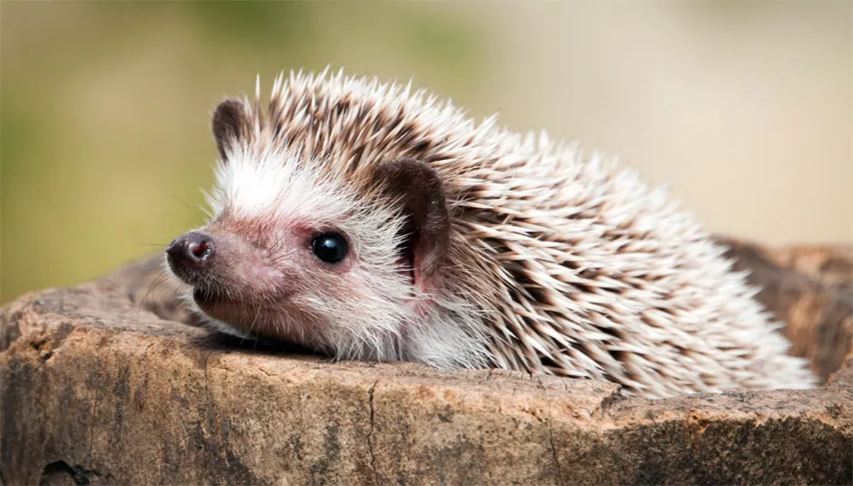 Gdzie kupić jeża do ogrodu i dlaczego warto mieć go w swoim ogrodzie