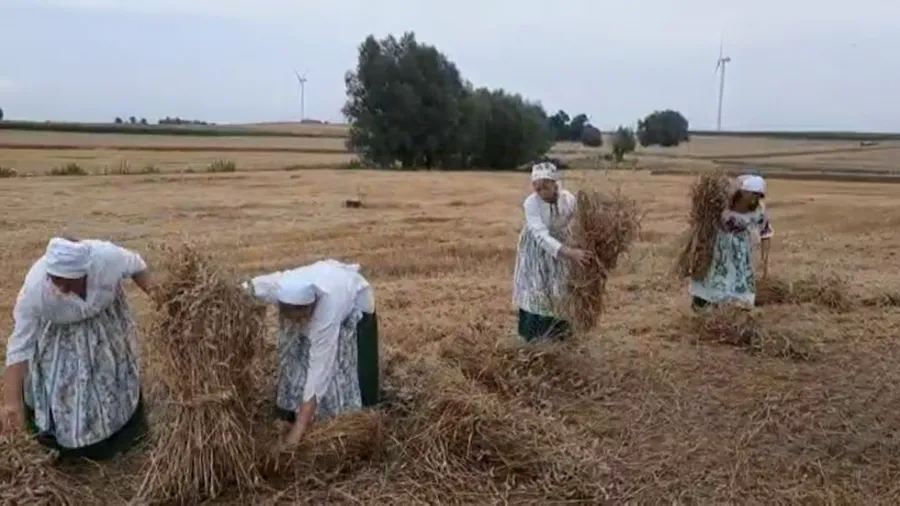 Ścinanie zboża: Kluczowy proces żniw i tradycji rolniczych