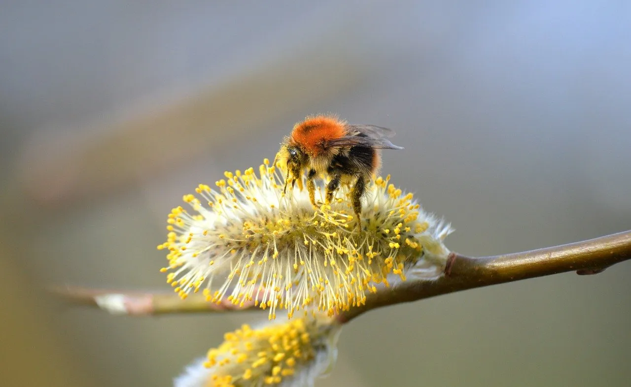 Sezon na pylenie rozpoczęty. Jak przetrwać wiosnę w dobrej formie?