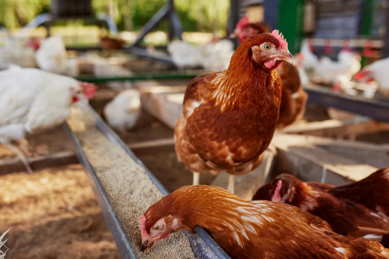 Wyposażenie ferm drobiu – jakie rozwiązania wpływają na efektywność hodowli?