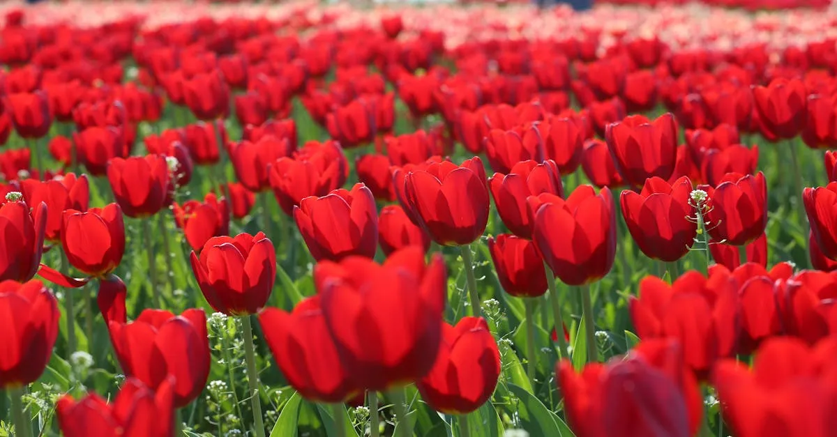 Podróż śladami Mai - czy rzeczywistość pokona fikcję?