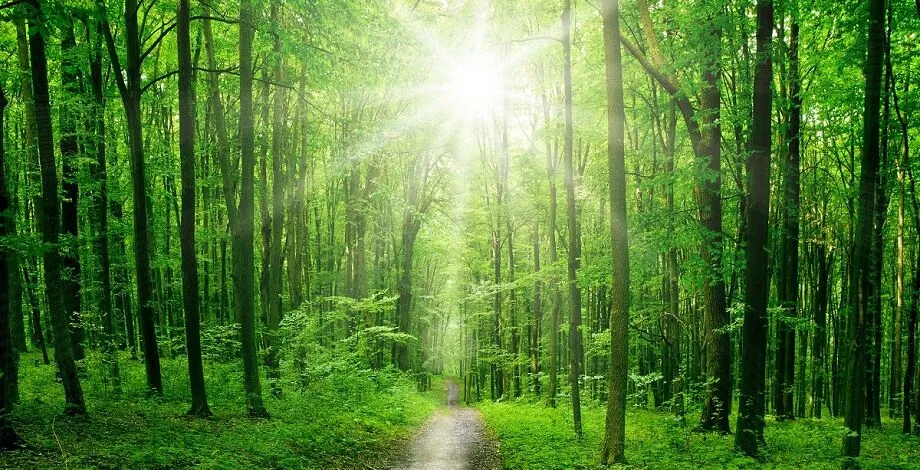 Co można zobaczyć w lesie? Odkryj niesamowite atrakcje przyrody