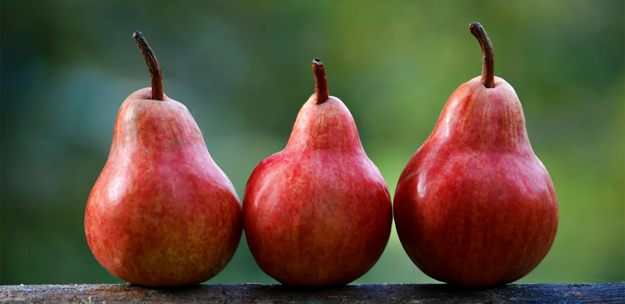 Jaka grusza do ogrodu: wybierz najlepsze odmiany i pielęgnację
