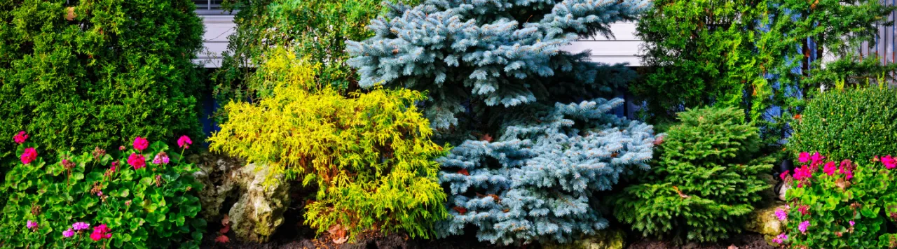 Co posadzić pod oknem, aby stworzyć piękną przestrzeń bez wysiłku