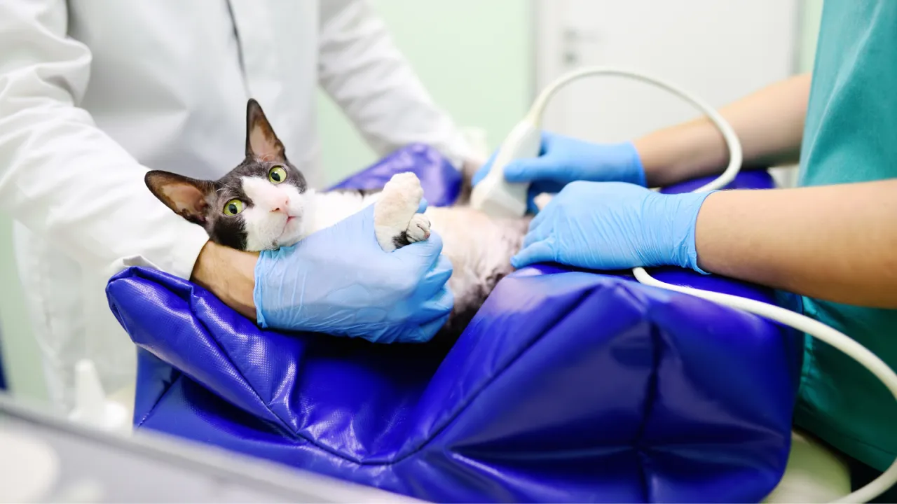 Ile czasu koty są w ciąży? Poznaj ważne fakty i opiekę nad kotką