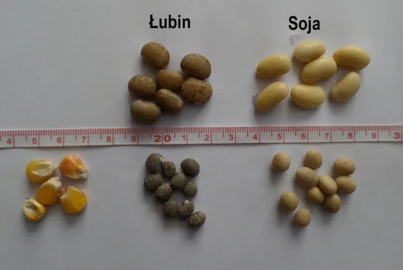 Najskuteczniejsze ziarna na ryby - wędkarski poradnik wyboru i przygotowania