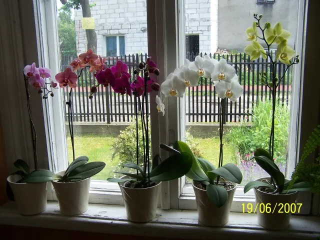 Najlepsze okna dla storczyków - unikaj błędów w ich pielęgnacji